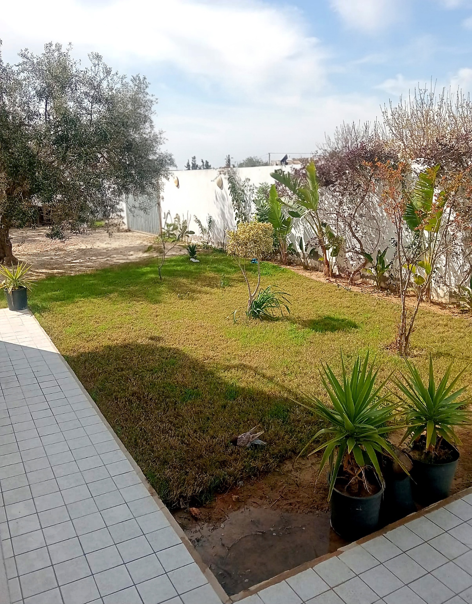 Garden with mature olive trees, palms and lawn seen from the terrace